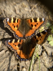 Aglais urticae