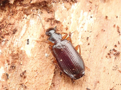 Dromius quadraticollis