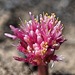 Pinkbrush Bloodlily - Photo (c) Ben Herbst, some rights reserved (CC BY-NC), uploaded by Ben Herbst