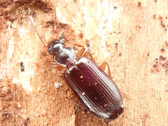 Dromius quadraticollis