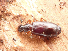 Dromius quadraticollis