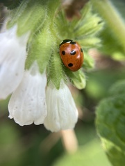 Coccinella septempunctata