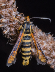 Bembecia uroceriformis