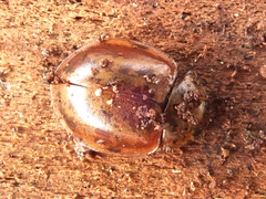 Harmonia quadripunctata