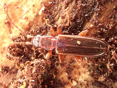 Dendrophagus crenatus