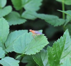 Norellisoma spinimanum