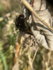Bombus lapidarius