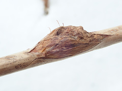 Lasioptera rubi
