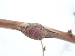 Lasioptera rubi
