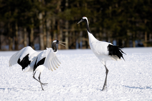 Red-crowned Crane