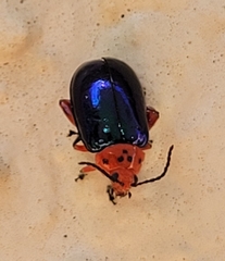 Kuschelina gibbitarsa