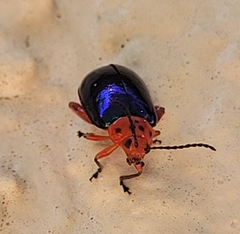 Kuschelina gibbitarsa