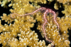 Ophiothrix purpurea
