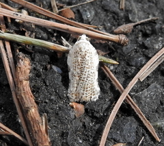 Acleris subnivana