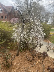 Prunus