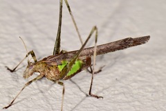 Insara phthisica