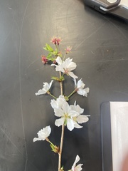 Prunus
