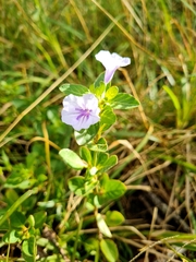 Ruellia malacophylla