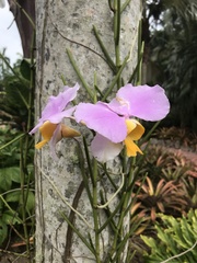 Papilionanthe