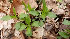 Stellaria pubera
