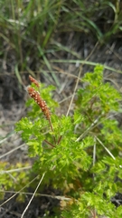 Acalypha radians