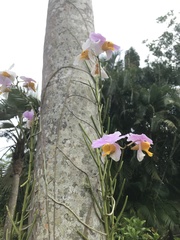 Papilionanthe