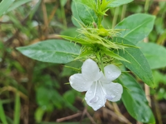 Barleria elegans orientalis