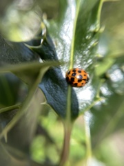 Harmonia axyridis