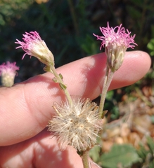 Gyptis commersonii