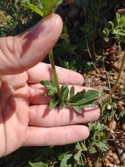 Gyptis commersonii