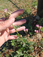 Gyptis commersonii