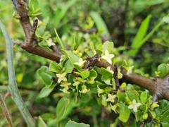 Pyrostria hystrix