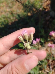 Gyptis commersonii