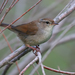 Cetti's Warbler - Photo (c) Paul Cools, some rights reserved (CC BY-NC)