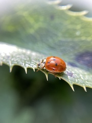 Harmonia axyridis