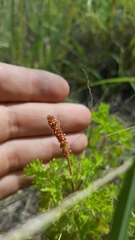 Acalypha radians