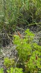 Acalypha radians