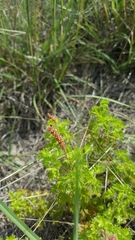 Acalypha radians