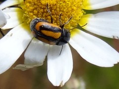 Cryptocephalus vittatus