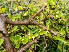 Pyrostria hystrix