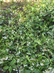 Trachelospermum jasminoides