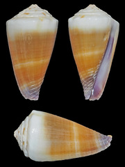 Conus sugillatus