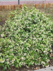 Trachelospermum jasminoides