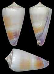 Conus sugillatus