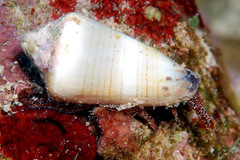 Conus sugillatus