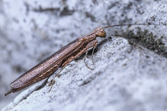 Perlamantis alliberti