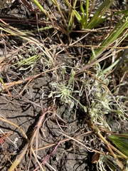 Hesperevax caulescens