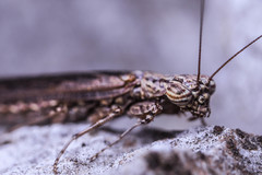 Perlamantis alliberti