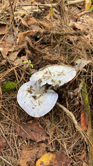 Lactarius indigo