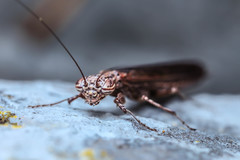 Perlamantis alliberti